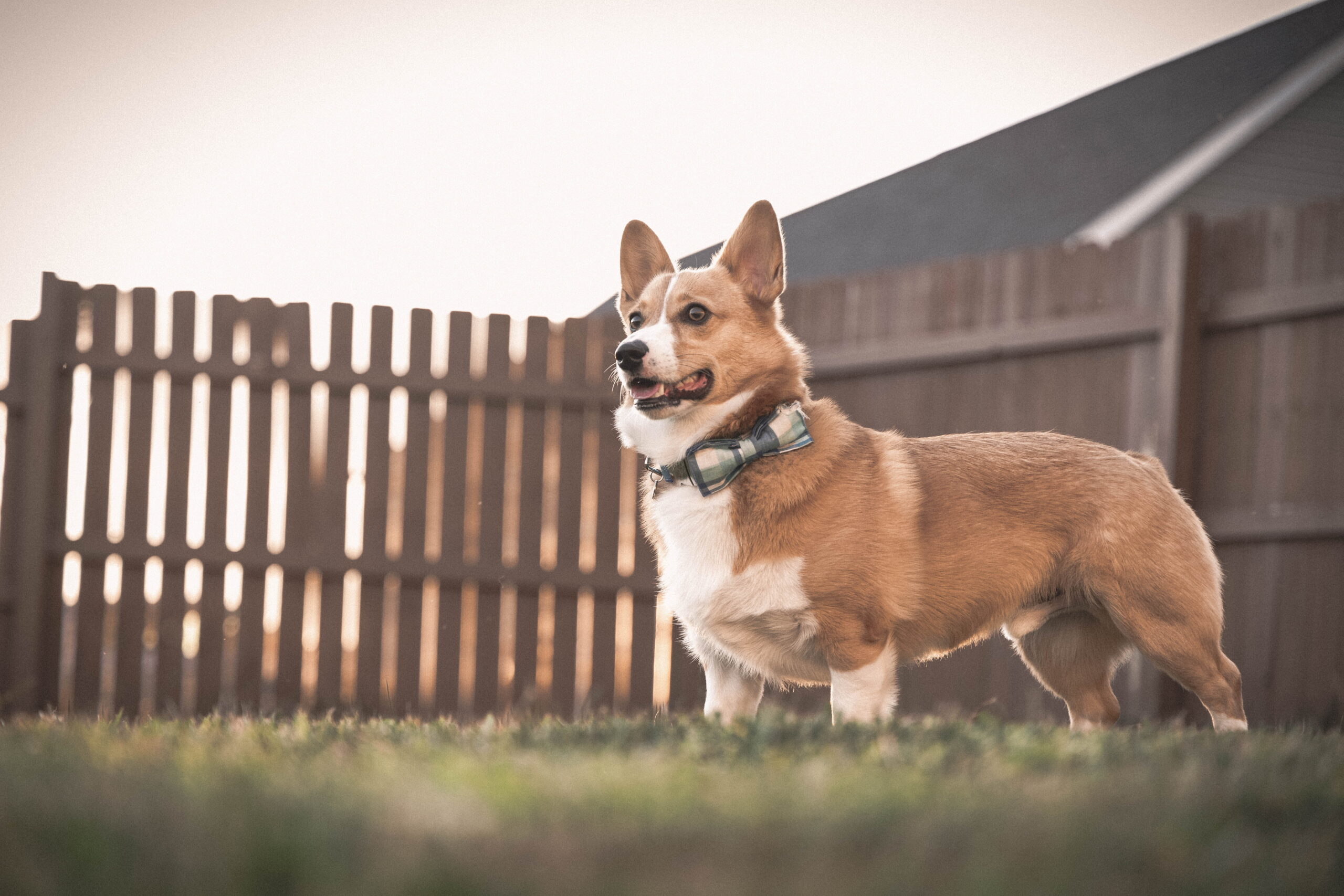 Top 4 Fence Ideas To Keep Your Dog Within The Boundaries